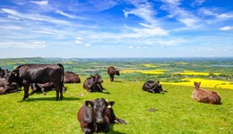 Suppress the stress in cattle